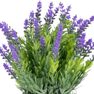 Does lavender only grow in North America?