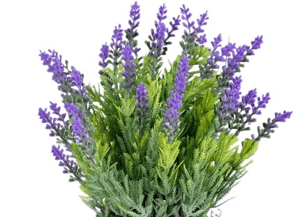 Is Lavender native to North America