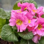 How often do you water an African Violet?