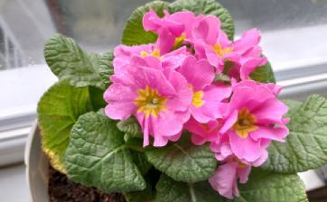 How often do you water an African Violet?