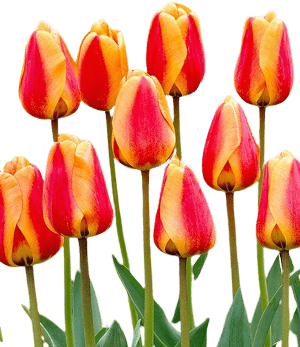 How to plant tulips in Turkey-min