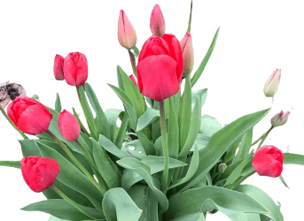 The Special Ways and Technique to Grow Tulip
