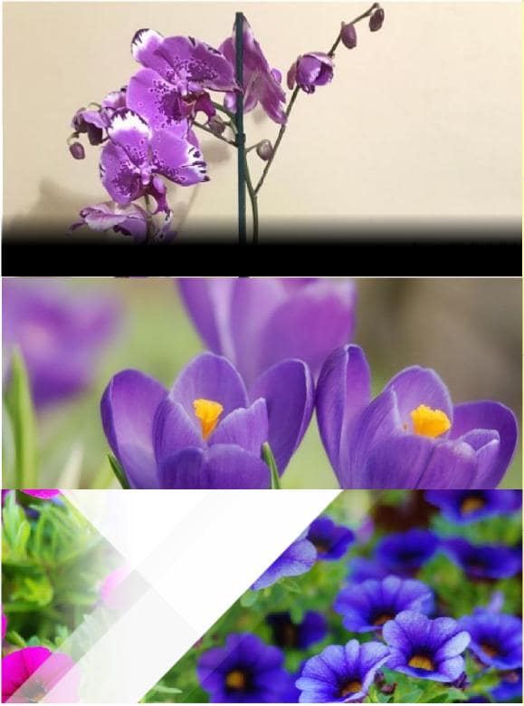 What is the most beautiful purple flower