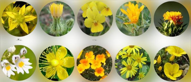 What is the most popular yellow spring flower?