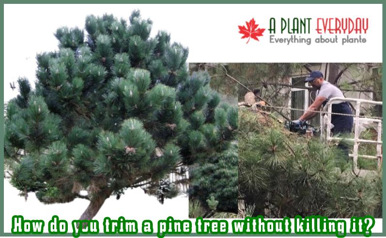 prune pine trees