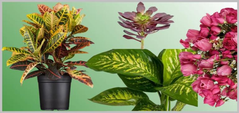 Decorative Leafy Indoor Ornamental Plants