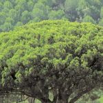 Do pine trees grow in Turkey?