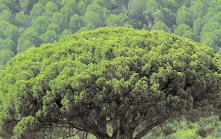 Do pine trees grow in Turkey?