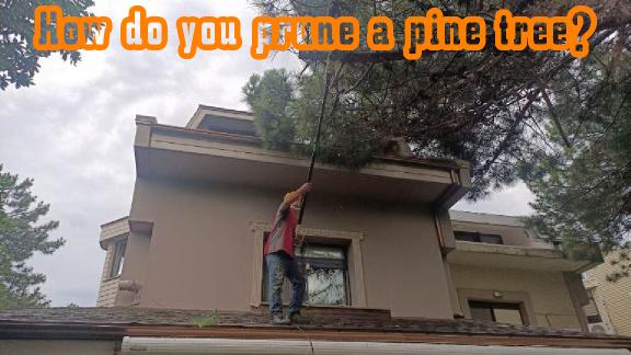 How do you prune a pine tree?