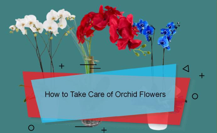 How long do potted orchid flowers last
