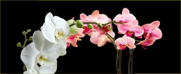How to Take Care of Orchid Flowers