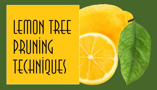 What is the best way to prune a lemon tree?