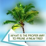 Pruning a palm tree is a necessary part of its upkeep