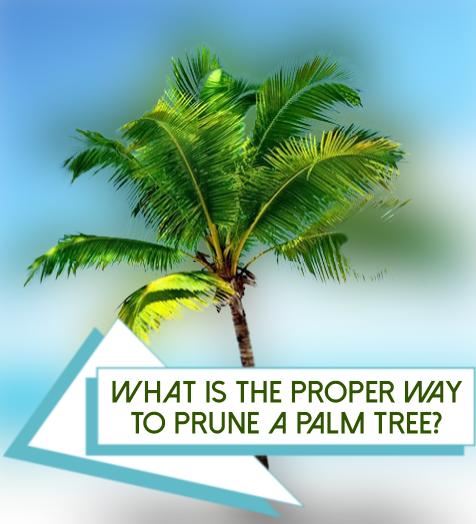 Pruning a palm tree is a necessary part of its upkeep