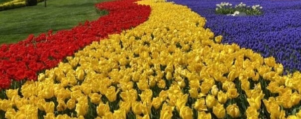 The most beautiful flowers of the Netherlands