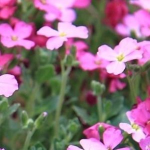 What are ground cover plants in the United States