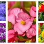 What are seasonal flowers give examples?