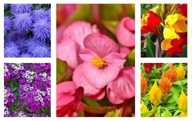 What are seasonal flowers give examples?