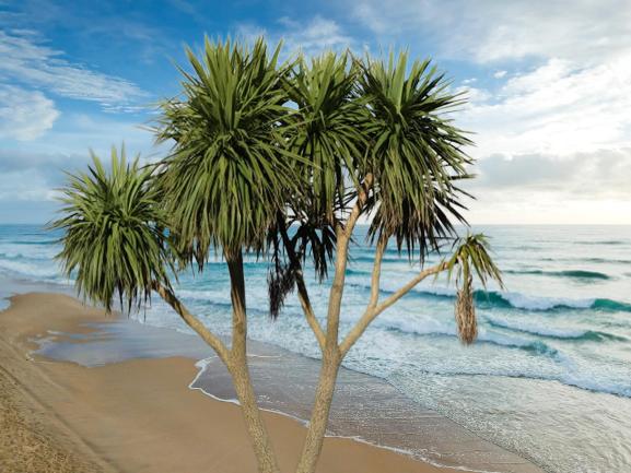 What are the different types of palm trees?