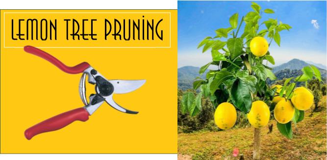 What are the lemon tree pruning methods? 