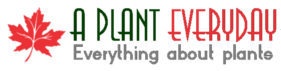 What is plant Part of plants Plants information Everything about plants Plant definition Biology Plant facts Classification of plants Plant Journal