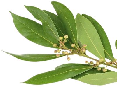 What is the history of bay leaf?