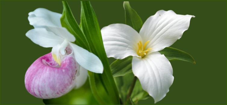 What flower is Canada known for? What is the most popular plant in Canada? post thumbnail image