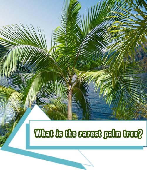  What is the rarest palm tree?