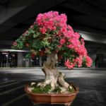 What makes bonsai trees different