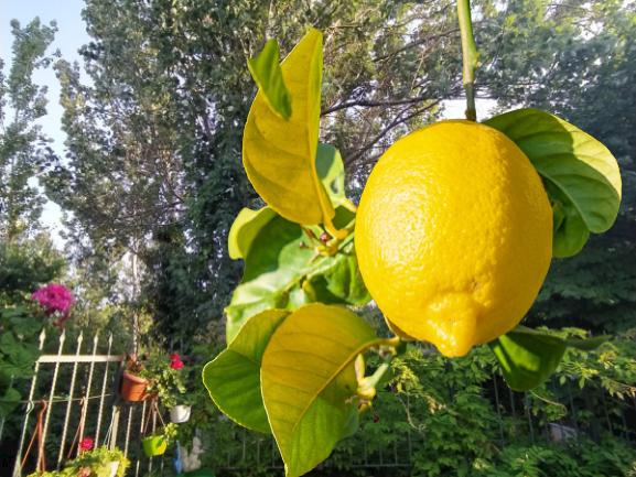 What season do lemons grow in California? 