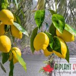 When should I prune my lemon tree California?