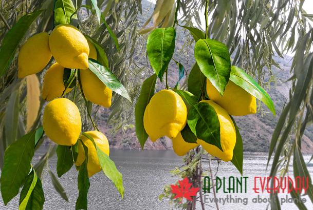 How Do You Prune A Lemon Tree In California?