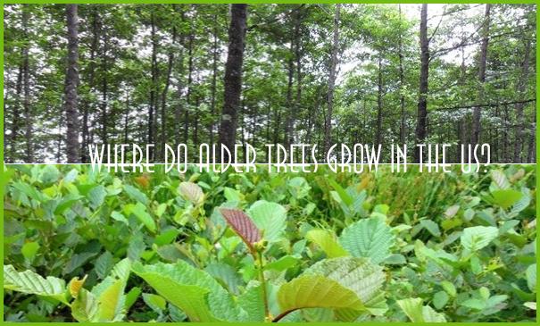 Where do alder trees grow in the US?