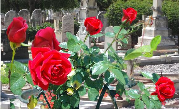drought tolerant plants suitable for cemetery
