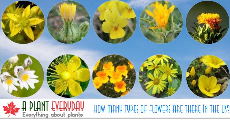 How many types of flowers are there in the US