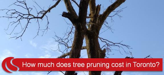 How much does tree pruning cost in Toronto?