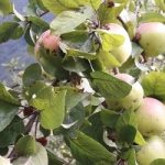 When to prune apple trees on vancouver island