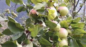 When to prune apple trees on vancouver island