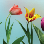 Do tulips grow in Sweden?