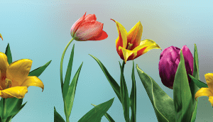 Do tulips grow in Sweden?