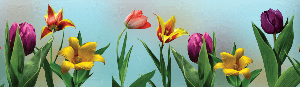 Do tulips grow in Sweden? Can tulips grow in Sweden? post thumbnail image