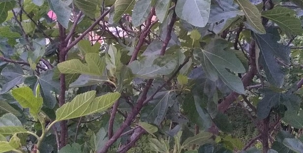 How do you prune fruit trees in Canada? post thumbnail image