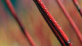 Information about the red bark ornamental cranberry plant post thumbnail image