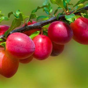 How long does it take to bear fruit on a plum tree?