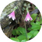 What is a famous flower of Sweden? Twinflower Sweden