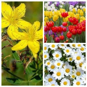 What is the most popular flower in Germany?