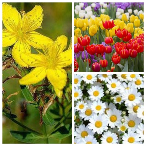 What is the most popular flower in Germany? post thumbnail image