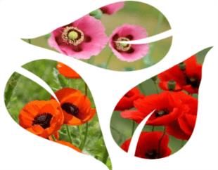 What is the most popular flower in Poland? post thumbnail image