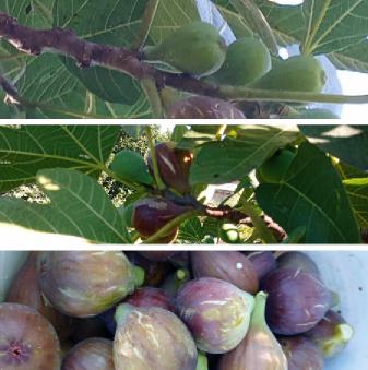 What month do you prune fig trees? Fig Tree Pruning