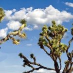 What trees grow in the Yucca Valley desert?